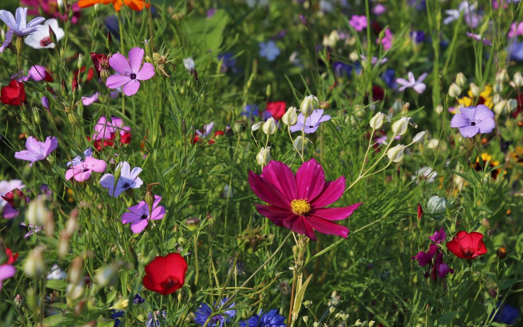 Handige producten voor je tuin