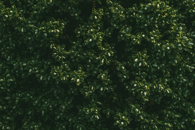 De meest populaire haagplanten voor in jouw tuin