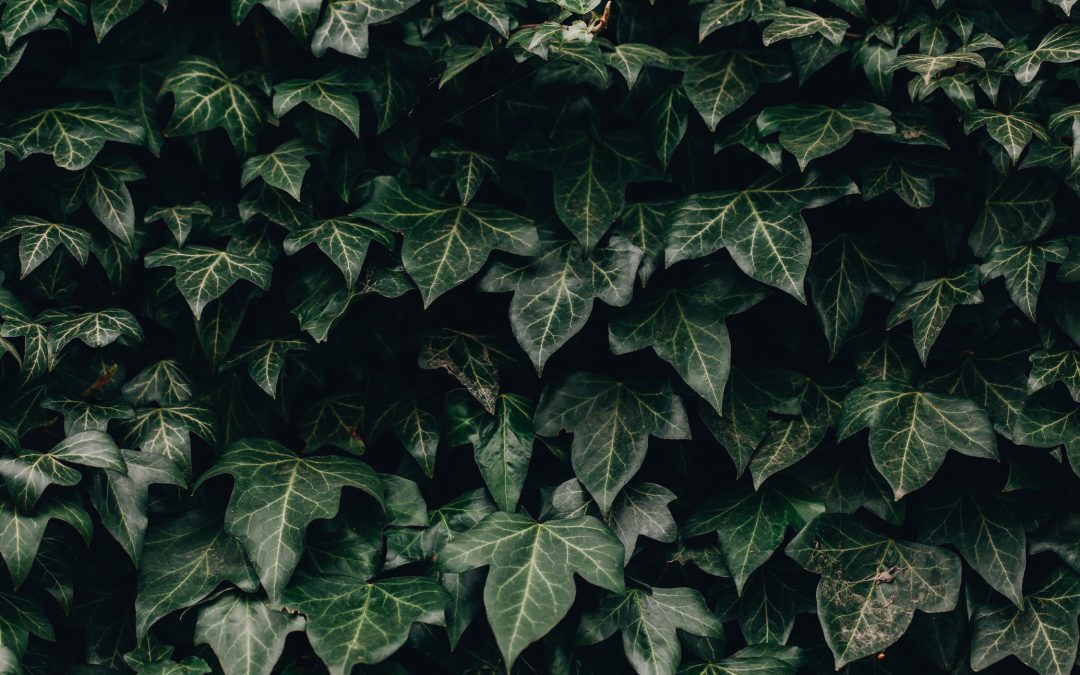 Hoe maakt een hedera schutting je tuin helemaal af?