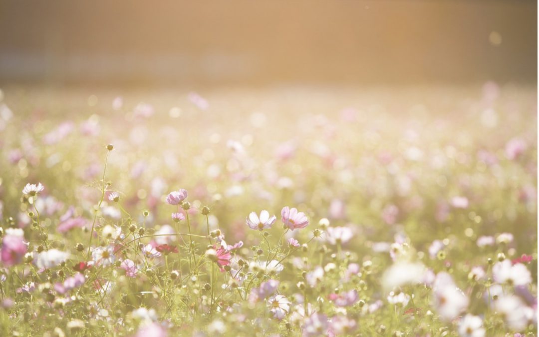 Je eigen pluktuin starten? Kies dan voor deze planten