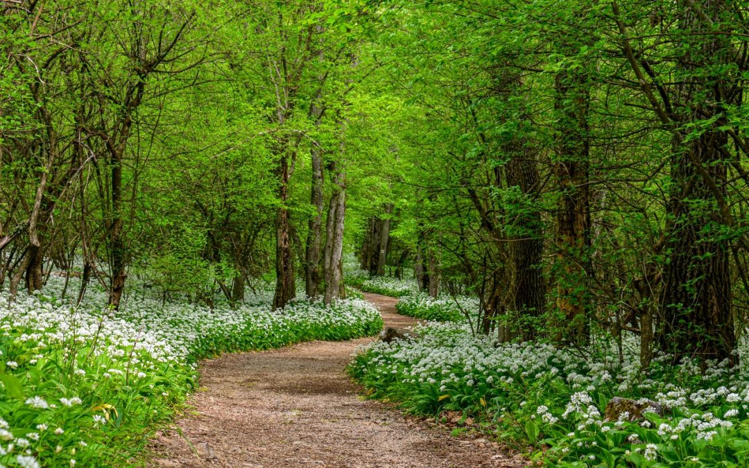 Huur een hovenier in voor een goed verzorgde tuin