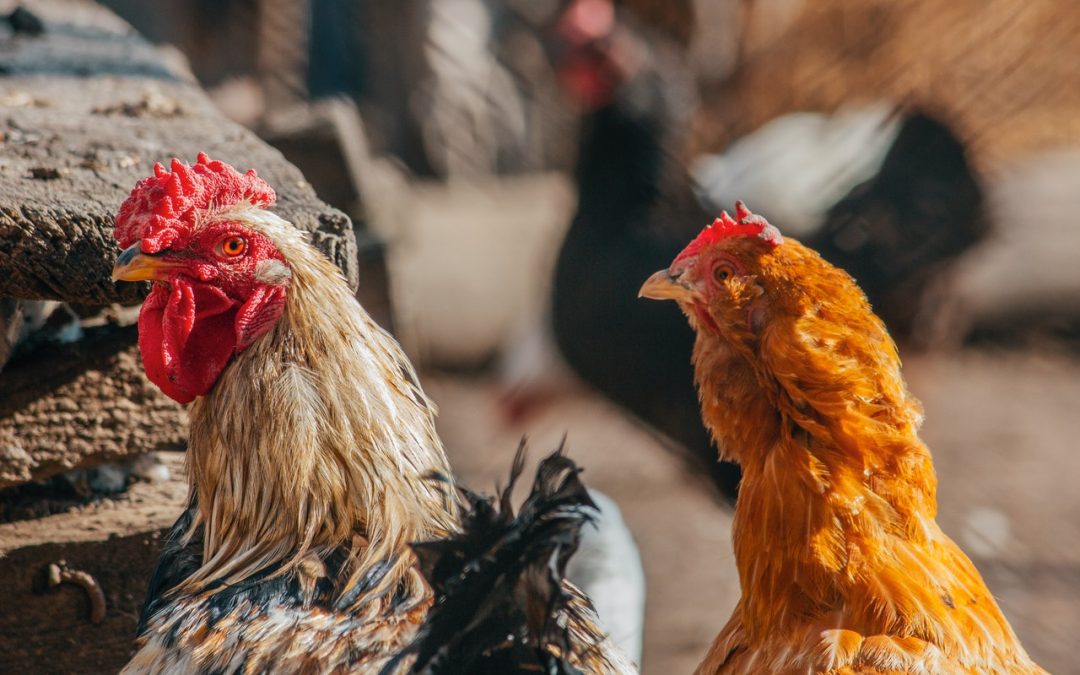 Kippen een ware toevoeging voor je tuin