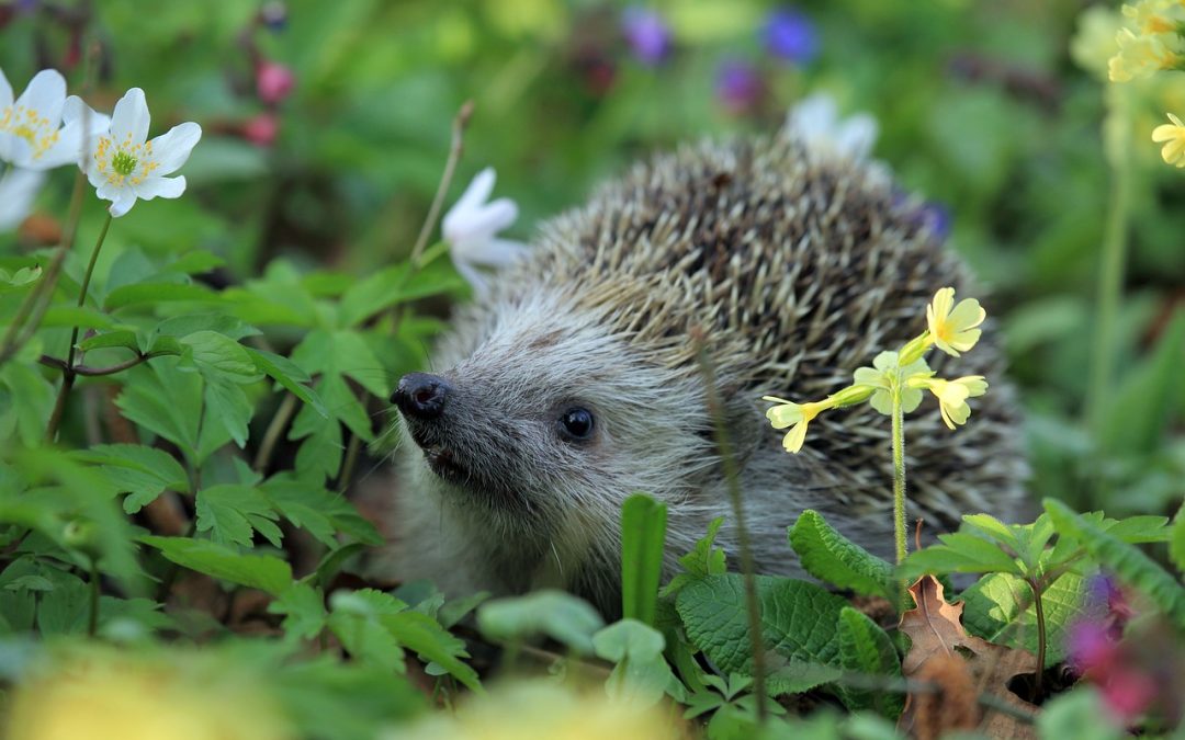 3 tips om meer gezelligheid in de tuin te krijgen